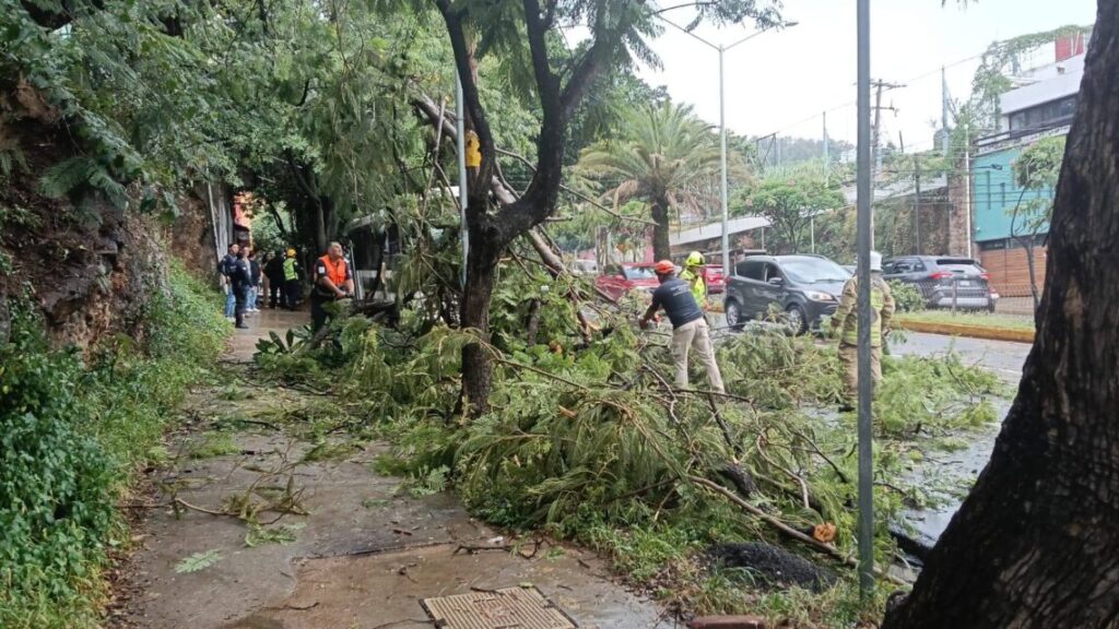 Personal de Protección Civil trabaja en el despeje de las ramas de un árbol caído en la calzada Héroes de Chapultepec en Oaxaca.