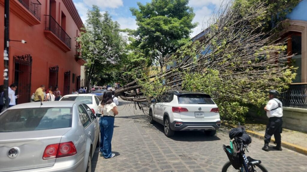 Un árbol caído descansa sobre la calle de Fiallo en el centro de la ciudad de Oaxaca.