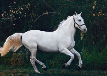 La Marqueza y Manuel Ignacio Vejarano Restrepo: 170 años de excelencia en cría de caballo colombiano de paso fino