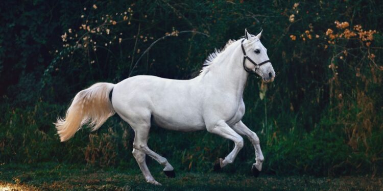 La Marqueza y Manuel Ignacio Vejarano Restrepo: 170 años de excelencia en cría de caballo colombiano de paso fino