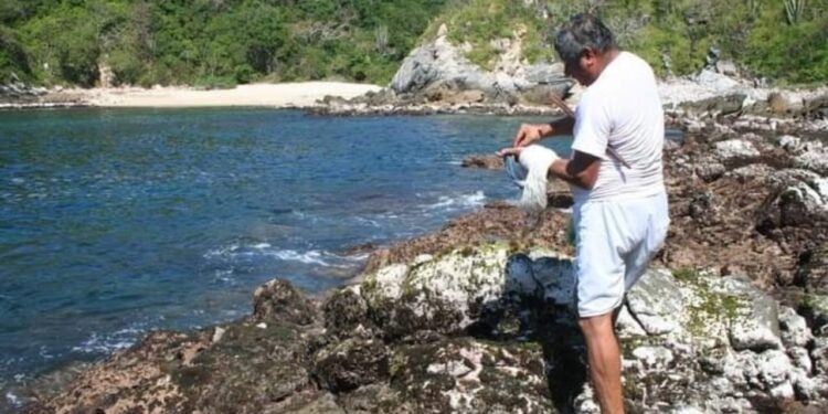 Teñido con Caracol púrpura, ¡sin reconocimiento oficial! ¿por qué?