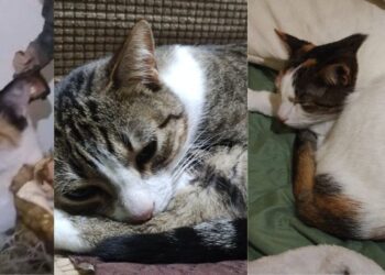 ¿Un terapeuta en casa? hoy es el Día del Gato