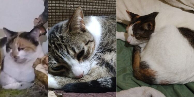 ¿Un terapeuta en casa? hoy es el Día del Gato