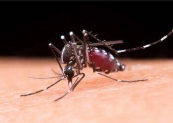 Foto: internet // El mosquito del dengue sigue causando estragos en la entidad. Reportan 12 nuevos casos positivos.