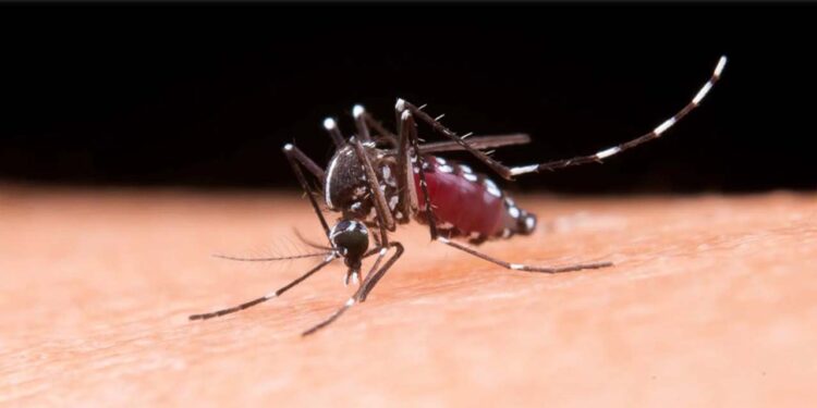 Foto: internet // El mosquito del dengue sigue causando estragos en la entidad. Reportan 12 nuevos casos positivos.