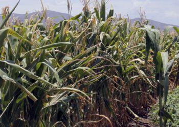 Foto: Agencias // El peor año para los productores de maíz en Oaxaca lo fue el 2023, donde se registró una pérdida histórica por la superficie siniestrada.