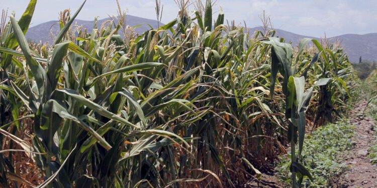 Foto: Agencias // El peor año para los productores de maíz en Oaxaca lo fue el 2023, donde se registró una pérdida histórica por la superficie siniestrada.