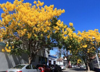 Cambio climático adelanta maduración, floración y cosecha