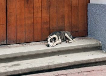 Habitantes comentan que el excremento canino está en todas partes.