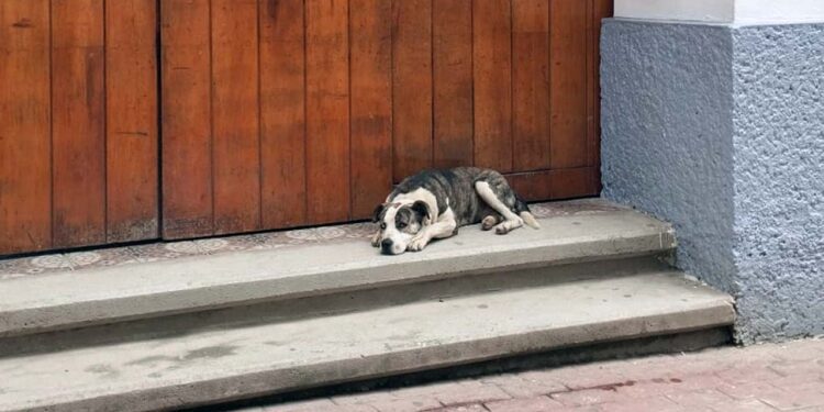 Habitantes comentan que el excremento canino está en todas partes.