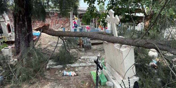 La rama de un árbol cayó en una lápida del panteón de 16 de septiembre.
