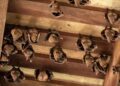 ¡No entres en pánico! Cómo manejar una invasión de murciélagos en casa