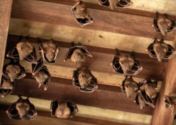 ¡No entres en pánico! Cómo manejar una invasión de murciélagos en casa