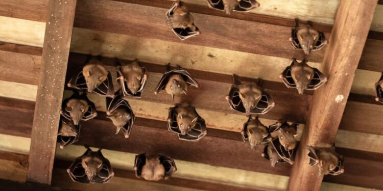 ¡No entres en pánico! Cómo manejar una invasión de murciélagos en casa