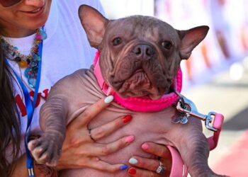 Petunia, la bulldog sin pelo coronada como el perro más feo del mundo 2025