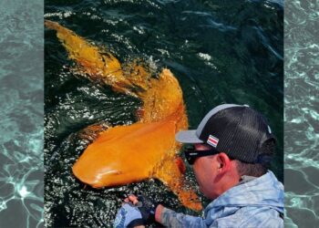 Tiburón naranja sorprende a pescadores e investigadores