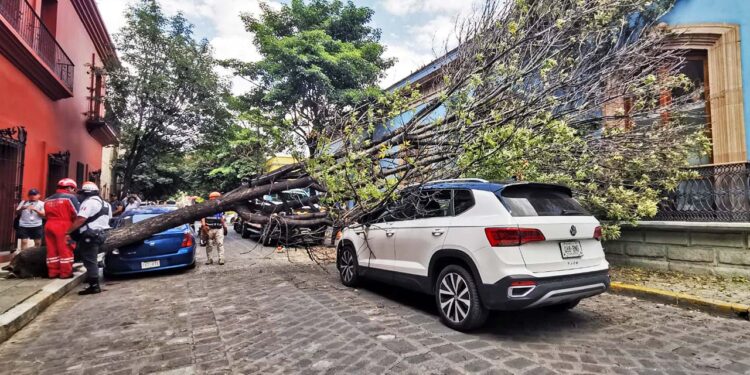 Foto: Jesús Santiago // Un árbol colapsó por las fuertes rachas de viento en la calle de Fiallo en el Centro Histórico.