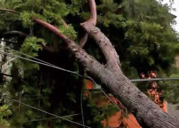 Foto: ilustrativa // Ffuertes lluvias y vientos provocaron la caída de ramas de un árbol de más de 10 metros de altura sobre la azotea y cables de energía eléctrica.