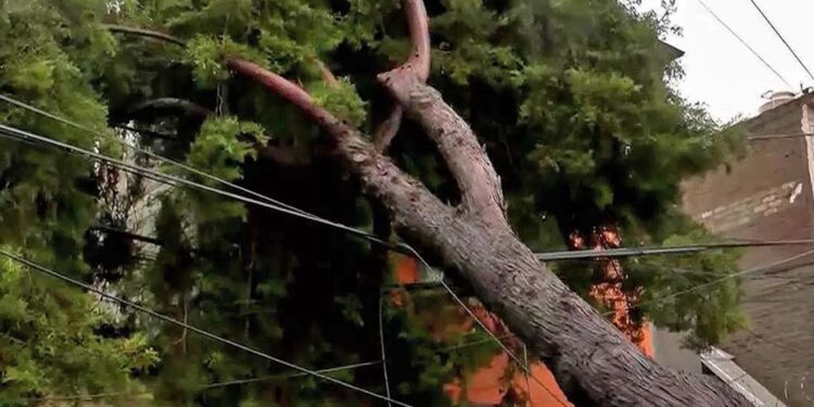 Foto: ilustrativa // Ffuertes lluvias y vientos provocaron la caída de ramas de un árbol de más de 10 metros de altura sobre la azotea y cables de energía eléctrica.