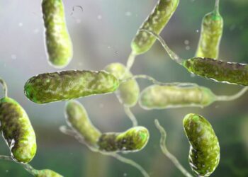 La bacteria carnívora ya ha matado a ocho personas en EE.UU.: alertan por su avance en el mar y los alimentos