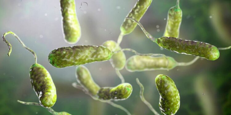 La bacteria carnívora ya ha matado a ocho personas en EE.UU.: alertan por su avance en el mar y los alimentos