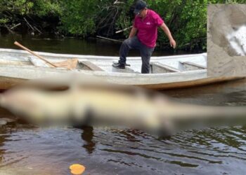 Muere “Lucho”, emblemático cocodrilo de La Ventanilla: investigan causas del deceso