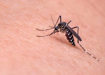Los SSO insistieron la importancia de la participación social como clave para frenar la transmisión del mosquito Aedes aegypti, portador del virus.