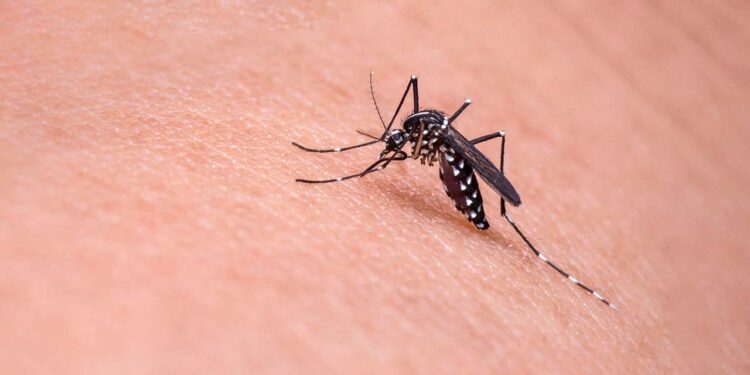 Los SSO insistieron la importancia de la participación social como clave para frenar la transmisión del mosquito Aedes aegypti, portador del virus.