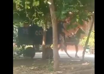 VIDEO ¡Basta de tortura animal en Juchitán! La impunidad alimenta el maltrato