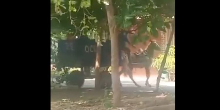 VIDEO ¡Basta de tortura animal en Juchitán! La impunidad alimenta el maltrato