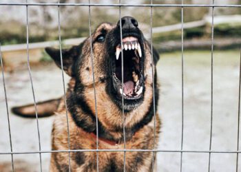 Foto: archivo – ilustrativa // El afectado presentaba una lesión por mordedura de perro a la altura de la tibia y peroné.