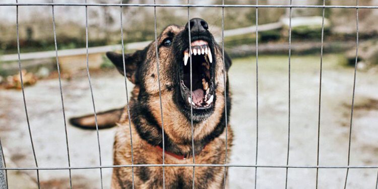 Foto: archivo – ilustrativa // El afectado presentaba una lesión por mordedura de perro a la altura de la tibia y peroné.