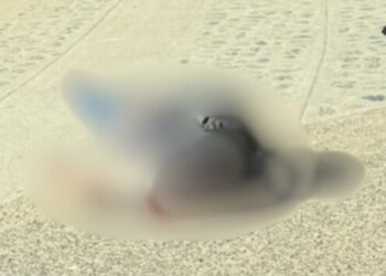 ¡Fatal accidente! Motociclista muere en la Carretera Federal 190