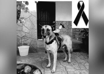 Con cuerpo de perro y alma de caballo: Muere Covi, el can más querido de la Cabalgata Oaxaqueña