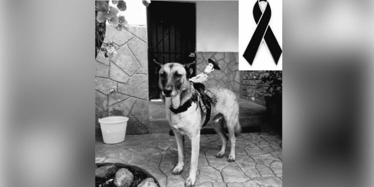 Con cuerpo de perro y alma de caballo: Muere Covi, el can más querido de la Cabalgata Oaxaqueña