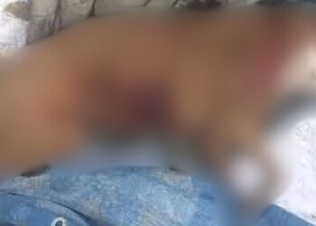 El pitbull atacó a la niña, el padre lo mató… y ahora exigen justicia para el perro “Rocky”