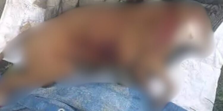 El pitbull atacó a la niña, el padre lo mató… y ahora exigen justicia para el perro “Rocky”