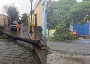 Tormenta en Oaxaca provoca caída de árboles y activa protocolo de emergencia municipal