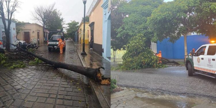 Tormenta en Oaxaca provoca caída de árboles y activa protocolo de emergencia municipal