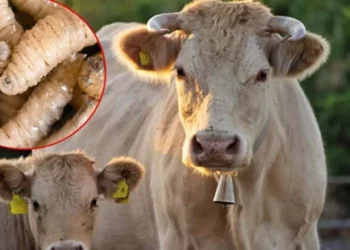 Foto: Agencias // El gusano barrenador representa una grave amenaza para la salud del ganado.