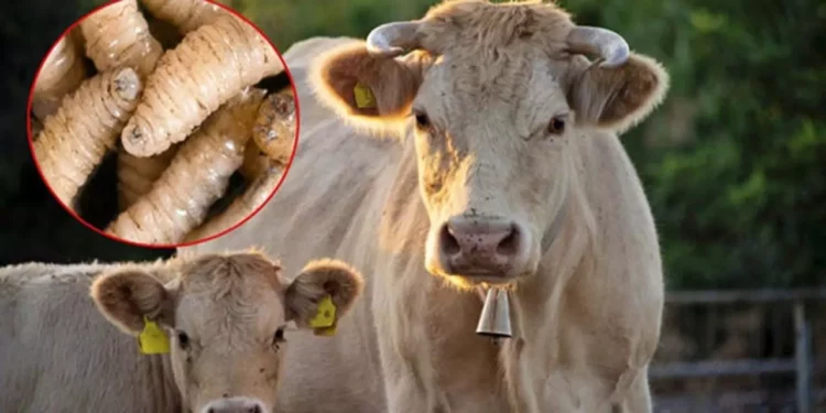 Foto: Agencias // El gusano barrenador representa una grave amenaza para la salud del ganado.