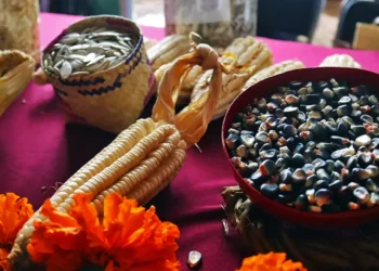 Foto: Adrián Gaytán // En territorio oaxaqueño se concentran 35 de las 59 razas de maíces nativos registradas en México.