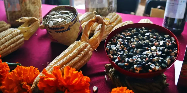 Foto: Adrián Gaytán // En territorio oaxaqueño se concentran 35 de las 59 razas de maíces nativos registradas en México.