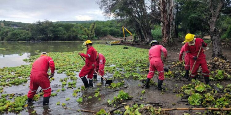 Autoridades y comuneros de Yosocuta realizaron labores de limpieza en la presa “Lázaro Cárdenas”.
