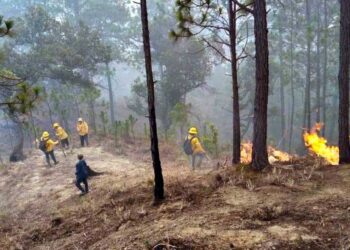 Foto: ilustrativa // Del 1 de enero al 28 de agosto, las 10 entidades con más incendios forestales acumulan en total 4 mil 968 conflagraciones. De estas 187 ocurrieron en Oaxaca.