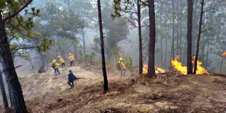 Foto: ilustrativa // Del 1 de enero al 28 de agosto, las 10 entidades con más incendios forestales acumulan en total 4 mil 968 conflagraciones. De estas 187 ocurrieron en Oaxaca.