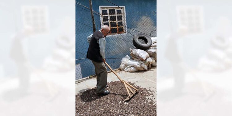 Comerciantes del aromático están preocupados por la falta del grano.