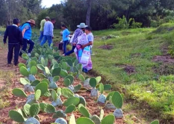 Productores de Tayata concluyeron el curso de siembra y cultivo de nopal.