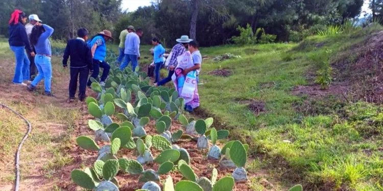 Productores de Tayata concluyeron el curso de siembra y cultivo de nopal.