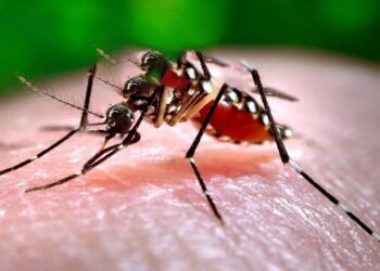 Foto: internet // Ataca el mosquito del dengue en la Cuenca.
